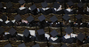 Degrees at EU Business School